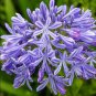 100 PCS Seeds Agapanthus Africanus Flower Seeds Easy Care and Drought Tolerant