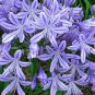 100 PCS Seeds Agapanthus Africanus Flower Seeds Easy Care and Drought Tolerant
