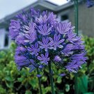 100 PCS Seeds Agapanthus africanus Seeds 'Fireworks’ African Lily 'Strawberry ice' 100 PCS Seeds Agapanthus africanus Seeds 'Fireworks’ African Lily 'Strawberry ice'