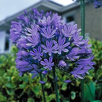100 PCS Seeds Agapanthus africanus Seeds 'Fireworks&acirc;�� African Lily 'Strawberry ice'