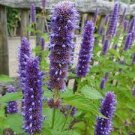 100 PCS Seeds Agastache Rugosa Flower Bonsai Patchouli Flower Plant Fancy Ageratum Blue Crown