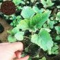100 PCS Seeds Agastache Rugosa Flower Bonsai Patchouli Flower Plant Fancy Ageratum Blue Crown