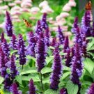 100 PCS Seeds Agastache Rugosa Korean Indian Mint Blue Licorice Purple Giant Hyssop