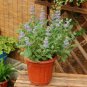 100 PCS Seeds Agastache Rugosa Korean Indian Mint Blue Licorice Purple Giant Hyssop