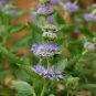 100 PCS Seeds Agastache Rugosa Korean Indian Mint Blue Licorice Purple Giant Hyssop