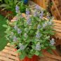 100 PCS Seeds Agastache Rugosa Korean Indian Mint Blue Licorice Purple Giant Hyssop