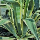 10 PCS Seeds Agave Durangensis Agave Garden Plants 10 PCS Seeds Agave Durangensis Agave Garden Plants