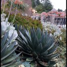 100 PCS Seeds Agave tequilana