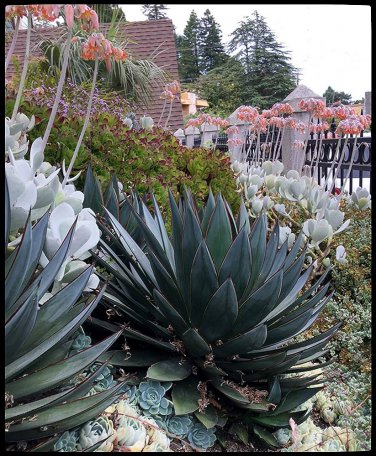 100 PCS Seeds Agave tequilana