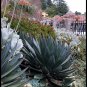 100 PCS Seeds Agave tequilana