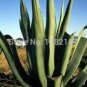 100 PCS Seeds Agave tequilana