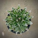 5 PCS Seeds Agave Victoriae-reginae