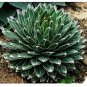 5 PCS Seeds Agave Victoriae-reginae