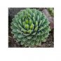 5 PCS Seeds Agave Victoriae-reginae