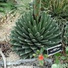 20 PCS Seeds Agave Victoriae-Reginae Royal Agave Succulent Flowering Perennial Plant 20 PCS Seeds Agave Victoriae-Reginae Royal Agave Succulent Flowering Perennial Plant