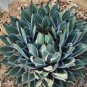 20 PCS Seeds Agave Victoriae-Reginae Royal Agave Succulent Flowering Perennial Plant