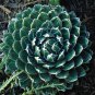 20 PCS Seeds Agave Victoriae-Reginae Royal Agave Succulent Flowering Perennial Plant