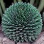 20 PCS Seeds Agave Victoriae-Reginae Royal Agave Succulent Flowering Perennial Plant
