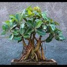 100 PCS Seeds ageeratum Conyzoides Bonsai Rare Beautiful Flower Bonsai Home Garden