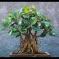 100 PCS Seeds ageeratum Conyzoides Bonsai Rare Beautiful Flower Bonsai Home Garden