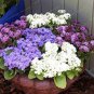 100 PCS Seeds ageeratum Conyzoides Bonsai Rare Beautiful Flower Bonsai Home Garden