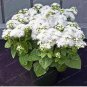 100 PCS Seeds ageeratum Conyzoides Bonsai Rare Beautiful Flower Bonsai Home Garden