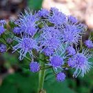 38 PCS Seeds Ageratum 'Blue Ball' Quality Flower 38 PCS Seeds Ageratum 'Blue Ball' Quality Flower