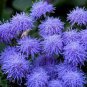 38 PCS Seeds Ageratum 'Blue Ball' Quality Flower