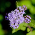 100 PCS Seeds Ageratum Conyzoides Flowers 100 PCS Seeds Ageratum Conyzoides Flowers