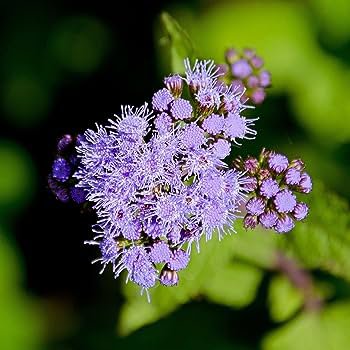 100 PCS Seeds Ageratum Conyzoides Flowers