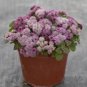 100 PCS Seeds Ageratum Conyzoides Flowers