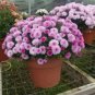 100 PCS Seeds Ageratum Conyzoides Flowers