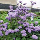 28 PCS Seeds Ageratum Mauritius F1 28 PCS Seeds Ageratum Mauritius F1