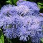 28 PCS Seeds Ageratum Mauritius F1