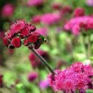 10 PCS Seeds Ageratum Red Sea