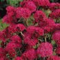 10 PCS Seeds Ageratum Red Sea
