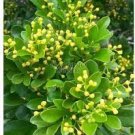 100 PCS Seeds Aglaia Odorata Bonsai Rare Balcony Potted Plant 100 PCS Seeds Aglaia Odorata Bonsai Rare Balcony Potted Plant