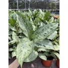 50 PCS Seeds Aglaonema Green Taro 50 PCS Seeds Aglaonema Green Taro
