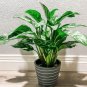 50 PCS Seeds Aglaonema Green Taro