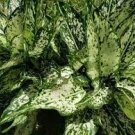 100 PCS Seeds Aglaonema spp Sansevieria Bonsai Indoor Plants