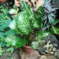 100 PCS Seeds Aglaonema spp Sansevieria Bonsai Indoor Plants
