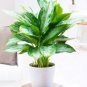 100 PCS Seeds Aglaonema spp Sansevieria Bonsai Indoor Plants