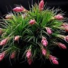 20 PCS Seeds Air PineappleOf Prevent Radiation Fleshy