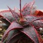 20 PCS Seeds Air PineappleOf Prevent Radiation Fleshy
