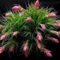 20 PCS Seeds Air PineappleOf Prevent Radiation Fleshy