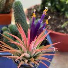 50 PCS Seeds Air Plant Tillandsia Tillandsia Ionantha Soilless 50 PCS Seeds Air Plant Tillandsia Tillandsia Ionantha Soilless