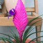 50 PCS Seeds Air Plant Tillandsia Tillandsia Ionantha Soilless