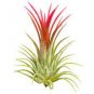 50 PCS Seeds Air Plant Tillandsia Tillandsia Ionantha Soilless