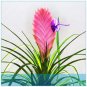 50 PCS Seeds Air Plant Tillandsia Tillandsia Ionantha Soilless