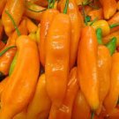 100 PCS Seeds Aji Amarillo Chile